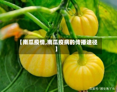 【南瓜疫情,南瓜疫病的传播途径】-第2张图片